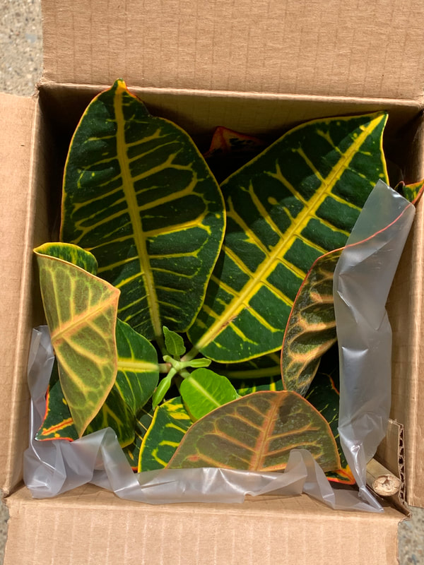 Ordering Plants Online - American Plant Exchange Review