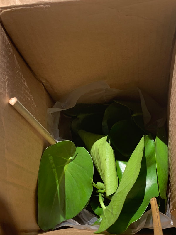 Ordering Monstera Plants Online - American Plant Exchange Review