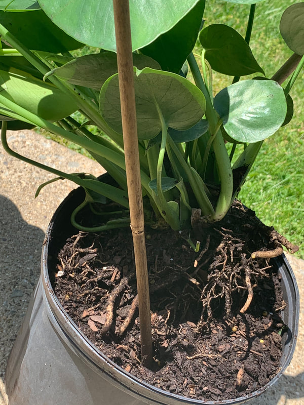 Ordering Monstera Plants Online - American Plant Exchange Review