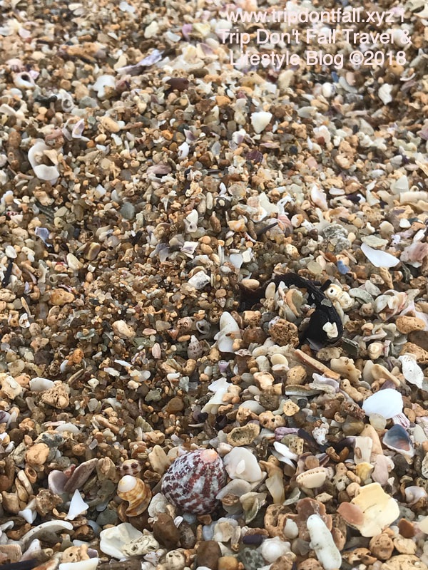 Sea Shells at Tangalle Beach